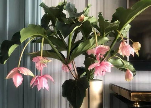 夏季宝莲灯养护指南 为家居增添生机