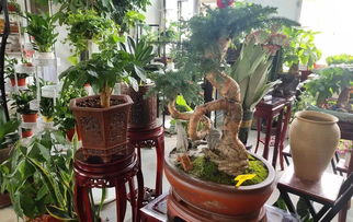 绥德景源花卉上新 精品花卉与办公用品限时供应